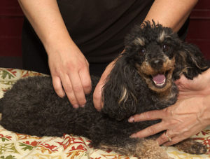 Happy poodle gets a massage